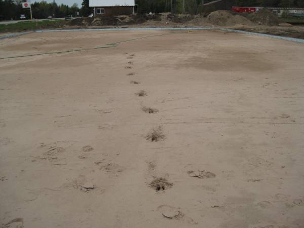 Deer tracks